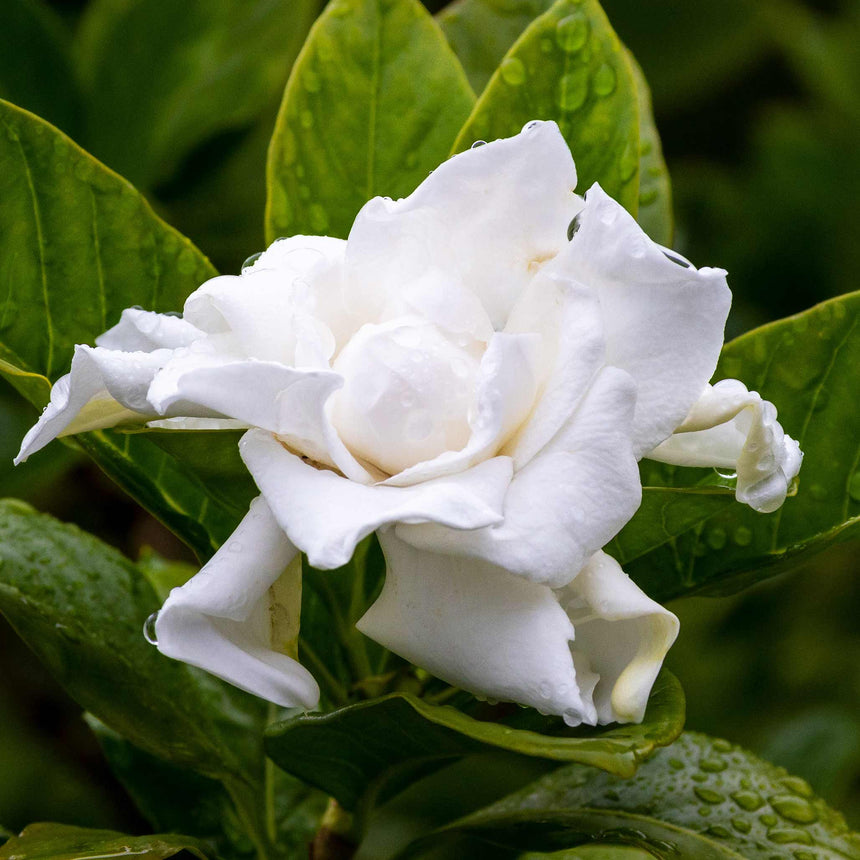 Close-up of a Frost Proof Gardenia bloom with layered, ruffled white petals beaded with raindrops, set against glossy dark green leaves.