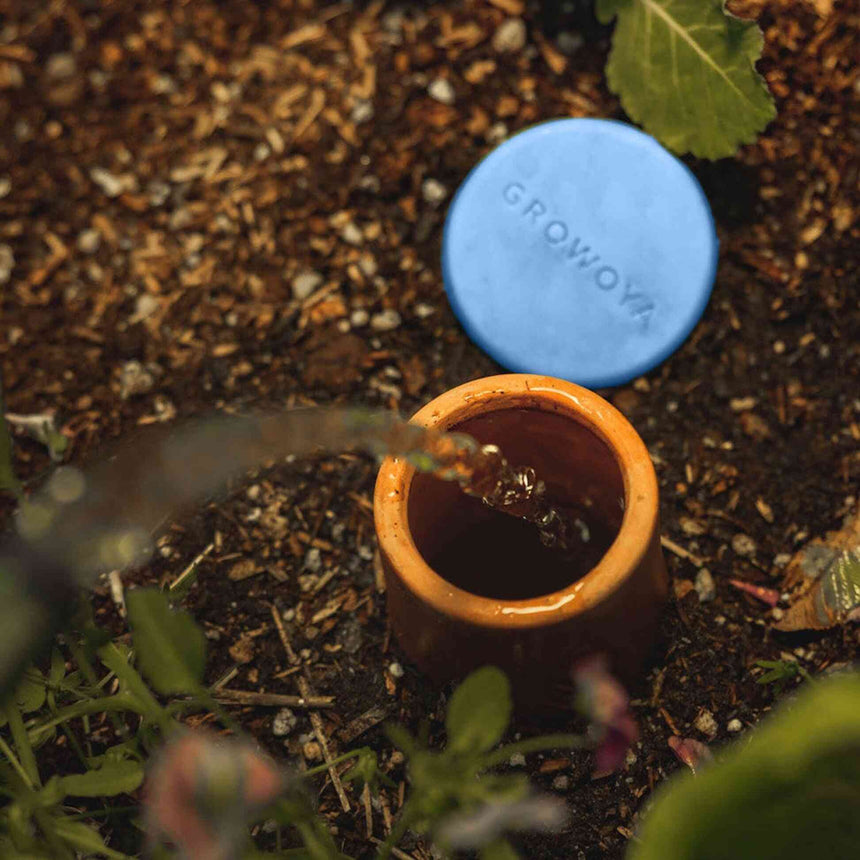 A terracotta Garden Oya watering pot sunk into mulched soil being filled with water, its blue lid embossed with "Growoya" propped beside it, surrounded by garden foliage.