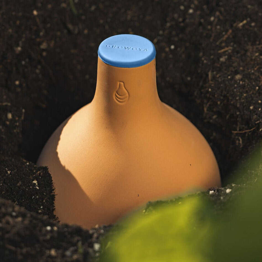 A terracotta Garden Oya watering pot with a blue lid marked "GROWOYA" sits buried neck-deep in dark soil, its bulbous body exposed above ground beside a blurred green leaf.