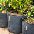 Several grey fabric grow bags with reinforced handles and brand labels stand side by side outdoors, planted with pepper plants bearing ripening red, orange and yellow pods amid mulched soil.