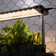 An indoor grow light unit with a row of small LED bulbs on an adjustable metal stand, positioned above potted herb seedlings including oregano, sitting on a tray indoors.
