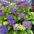 Frill Ride hydrangea shrub bearing large, ruffled mophead blooms in shades of deep purple and blue with lacy white-edged petals, alongside smaller lime-green flower heads still opening, set against a backyard deck railing.