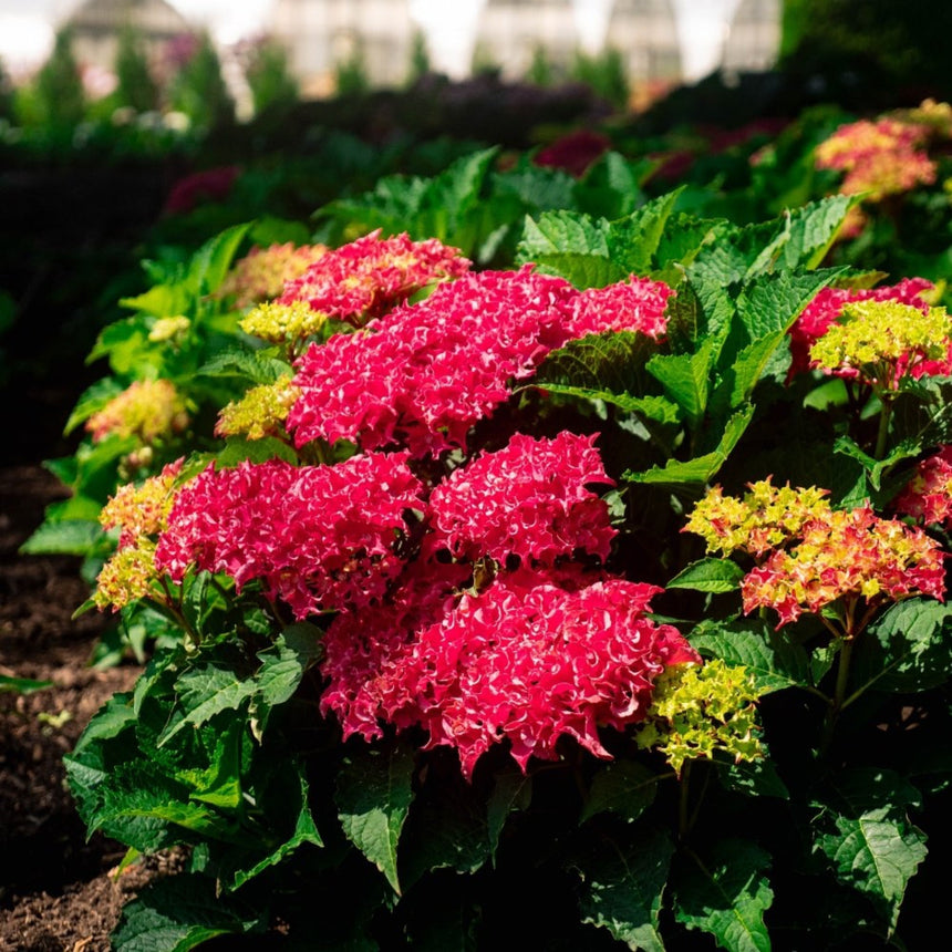 Frill Ride hydrangea shrub bearing ruffled, lacecap-style flower heads in deep pink with white-tipped petals alongside younger lime-green blooms, set among broad serrated leaves in a sunlit garden bed.