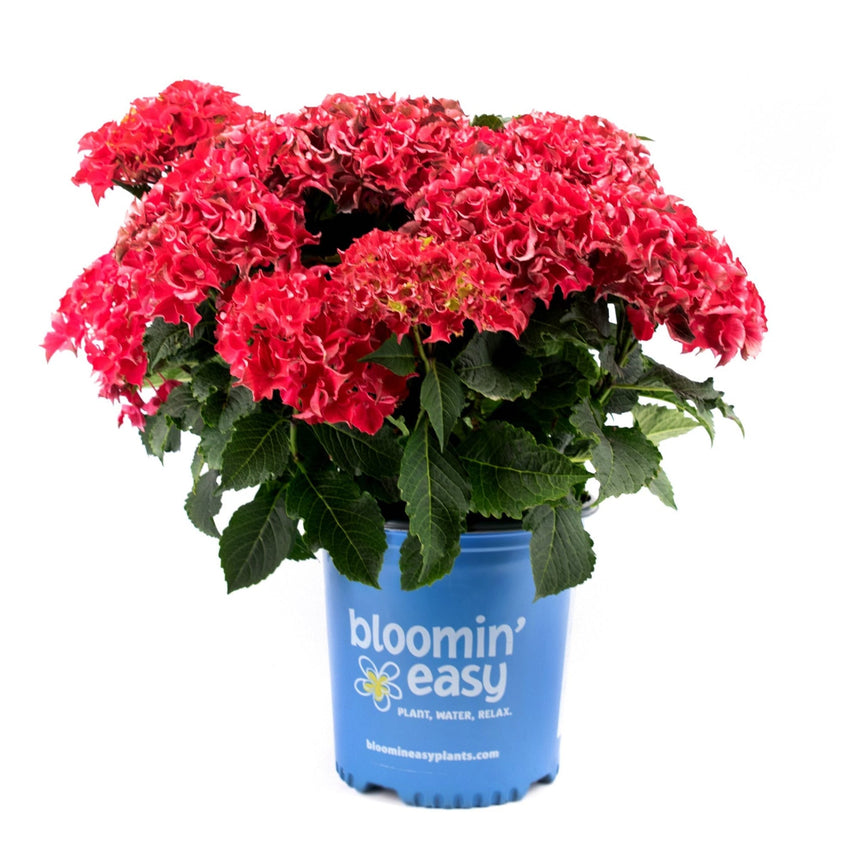 Frill Ride hydrangea in full bloom with ruffled, lacecap-style red flower clusters and deep green serrated leaves, potted in a blue "bloomin' easy" branded container against a white background.