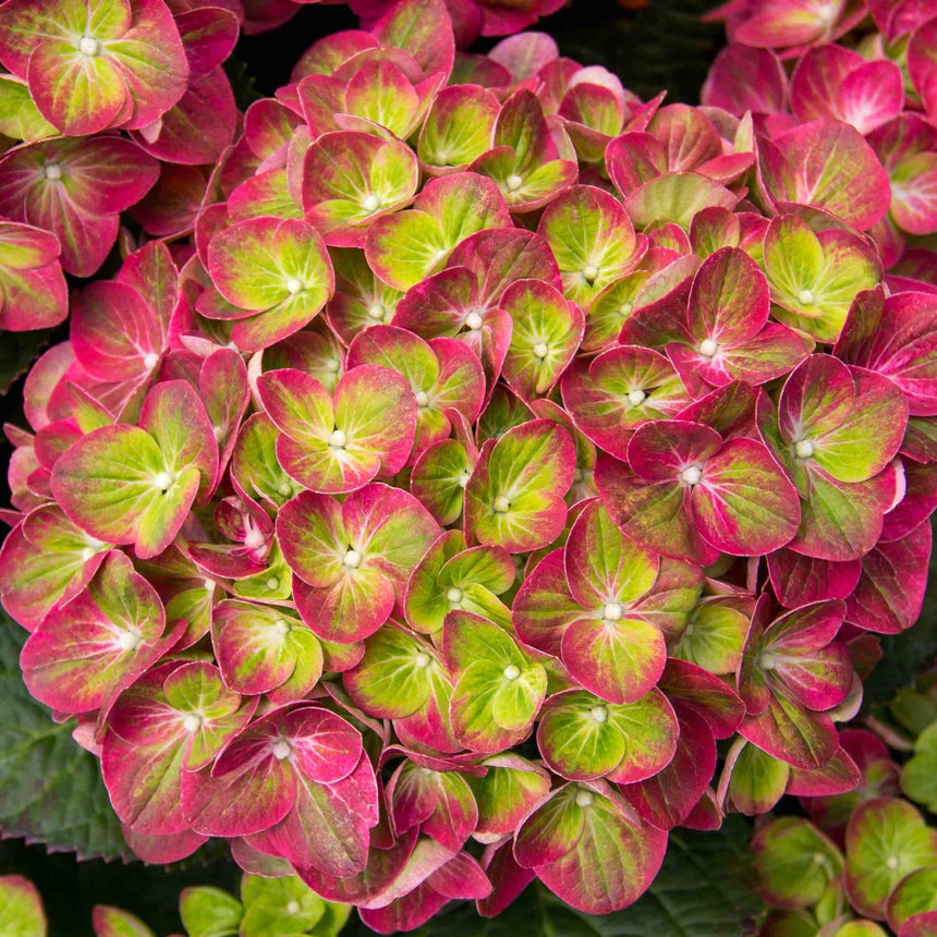Close-up of a Tilt-a-Swirl hydrangea bloom, its mophead florets showing lime-green centers fading into deep pink-red edges, tightly clustered together.