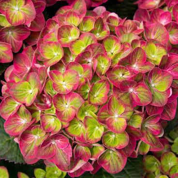 Close-up of a Tilt-a-Swirl hydrangea bloom, its mophead florets showing lime-green centers fading into deep pink-red edges, tightly clustered together.