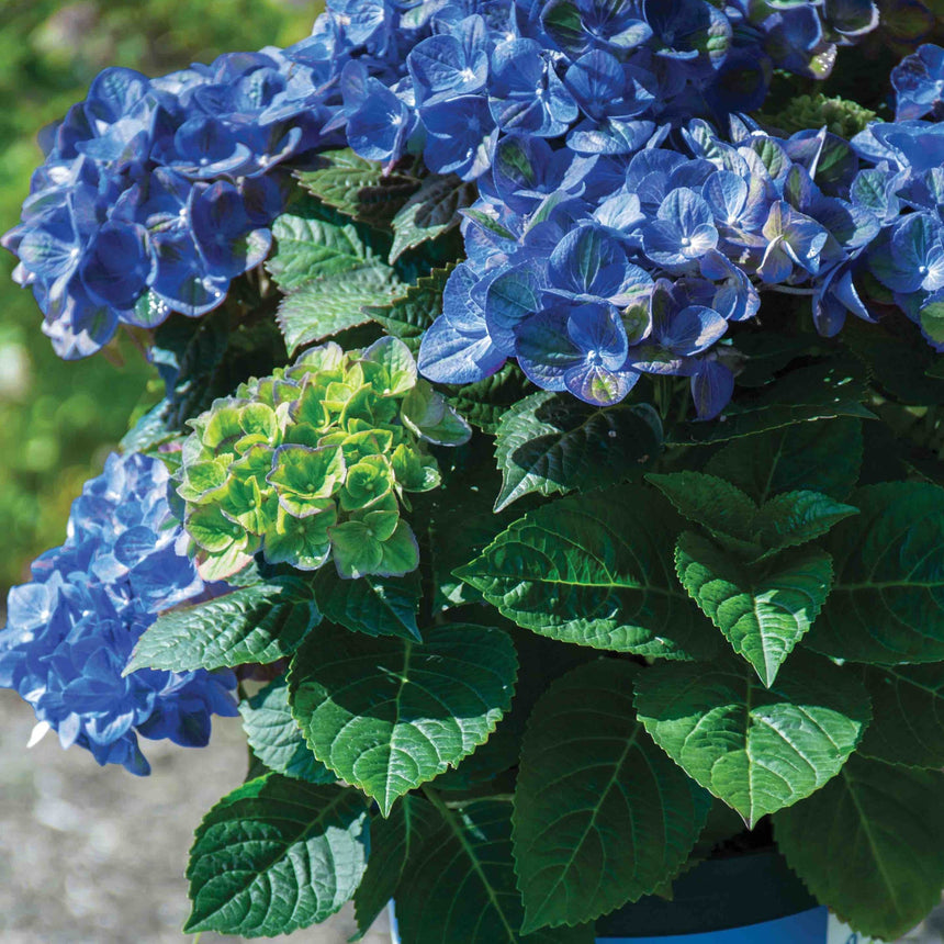 Close-up of a potted Tilt-a-Swirl hydrangea showing large mophead clusters of deep blue petals alongside one still-opening chartreuse-green bloom, surrounded by broad, deeply veined dark green leaves.