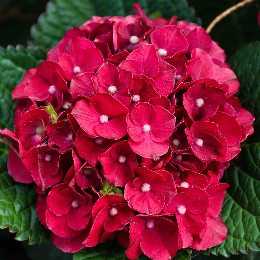Close-up of a Cherry-Go-Round hydrangea bloom, its dense cluster of deep red, textured petals each centred with a small pale pink bud, set against dark serrated green leaves.