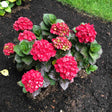 Overhead view of a Cherry-Go-Round hydrangea planted in dark mulch, showing multiple deep red mophead blooms, some still greenish and unopened, amid glossy dark green foliage beside a lawn edge.