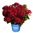 Potted Cherry-Go-Round hydrangea with clusters of deep red, ruffled mophead blooms and dark green serrated leaves, in a blue "bloomin' easy" branded pot against a white background.