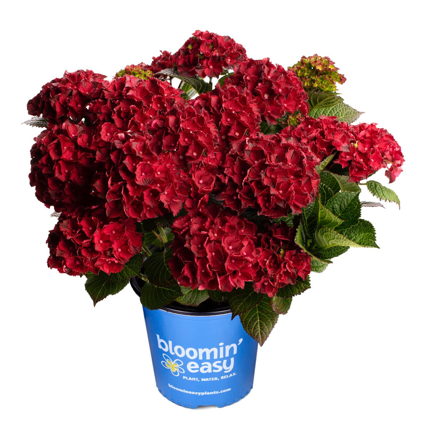 Potted Cherry-Go-Round hydrangea with clusters of deep red, ruffled mophead blooms and dark green serrated leaves, in a blue "bloomin' easy" branded pot against a white background.