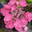 Close-up of a lacecap hydrangea bloom, with a ring of large pink four-petalled florets surrounding a dense cluster of tiny star-shaped pink and white flowers, set against dark purple-tinted foliage.