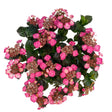 Overhead view of a Pink Dynamo hydrangea in full bloom, showing clusters of bright pink lacecap flowers with tiny star-shaped centres against dark green, deeply veined foliage, shot from above on a white background.