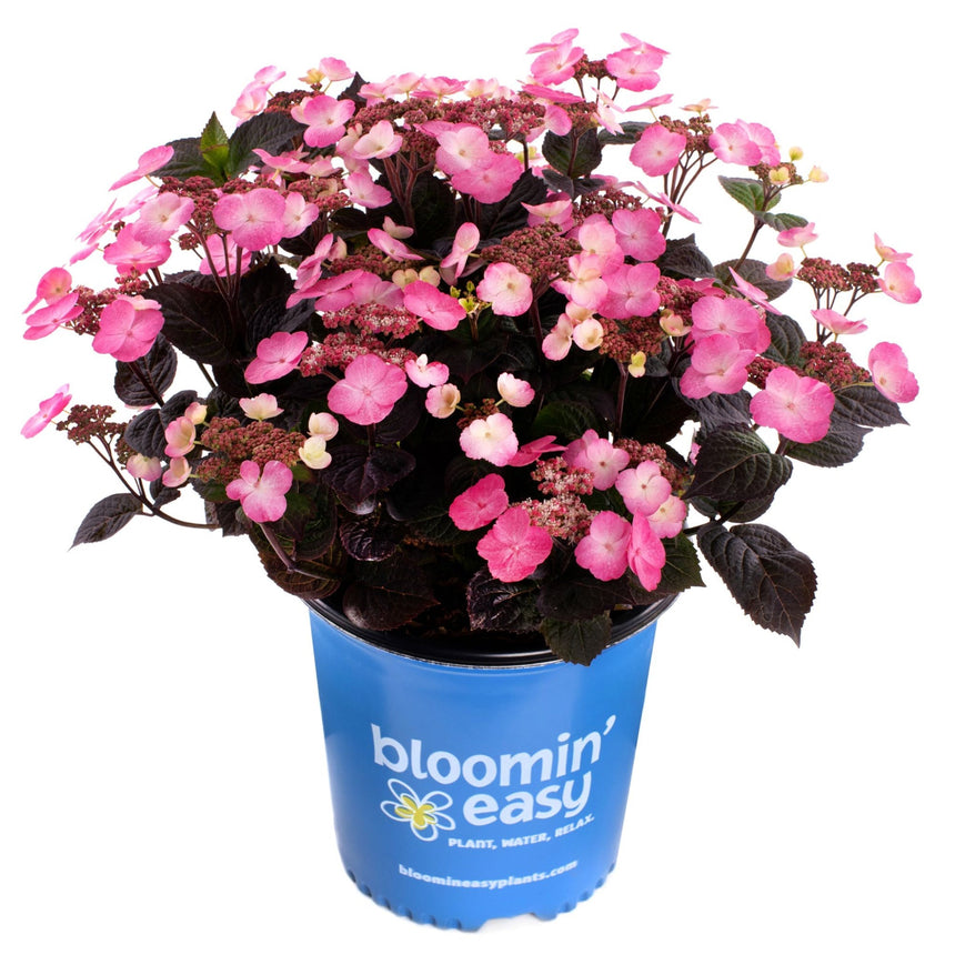Potted lace-cap hydrangea with dark, near-black foliage and clusters of pink lacecap-style blooms surrounding smaller unopened buds, growing in a blue "bloomin' easy" branded nursery pot against a white background.