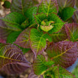 Close-up of Cherry-Go-Round hydrangea foliage, showing serrated leaves ranging from fresh green new growth at the centre to deep wine-purple mature leaves with visible veining around the edges.
