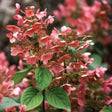 Close-up of Quick Fire hydrangea panicles turning deep pink-red with lacecap-style florets and clusters of small seed-like buds, surrounded by veined green leaves.