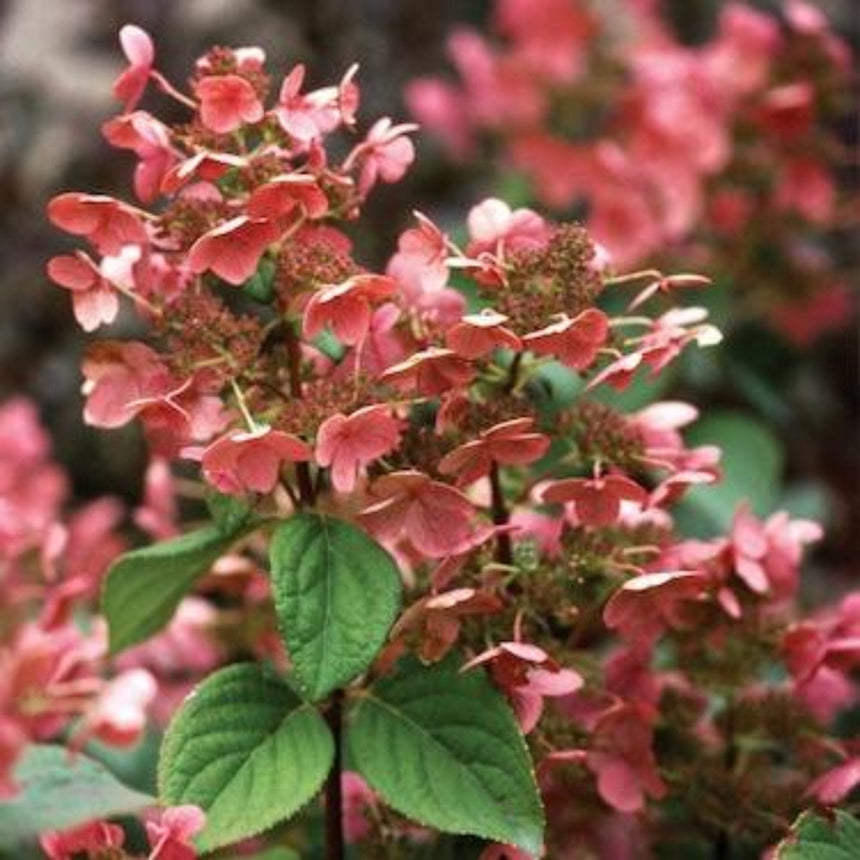 Close-up of Quick Fire hydrangea panicles turning deep pink-red with lacecap-style florets and clusters of small seed-like buds, surrounded by veined green leaves.