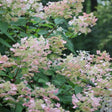 Panicle hydrangea shrub covered in lacecap blooms transitioning from creamy white to soft pink, set against a backdrop of dark green foliage.