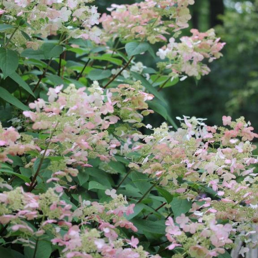 Panicle hydrangea shrub covered in lacecap blooms transitioning from creamy white to soft pink, set against a backdrop of dark green foliage.
