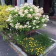 A Quick Fire hydrangea trained as a small tree blooms with cream and pale pink cone-shaped flower clusters above a curbside garden bed of yellow star-shaped blooms and ornamental grass, set against a red-and-white building.