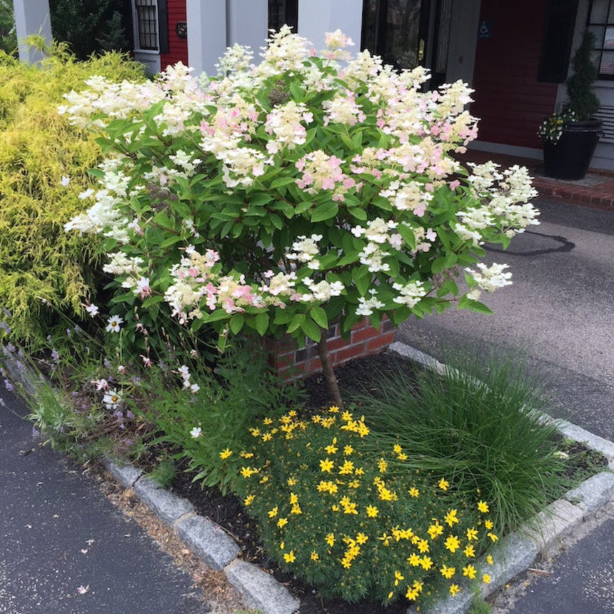 A Quick Fire hydrangea trained as a small tree blooms with cream and pale pink cone-shaped flower clusters above a curbside garden bed of yellow star-shaped blooms and ornamental grass, set against a red-and-white building.