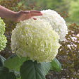 A hand hovers above a large, rounded Incrediball hydrangea bloom composed of densely packed pale green-white florets, with more oversized blooms and heart-shaped green leaves visible against a blurred garden backdrop.