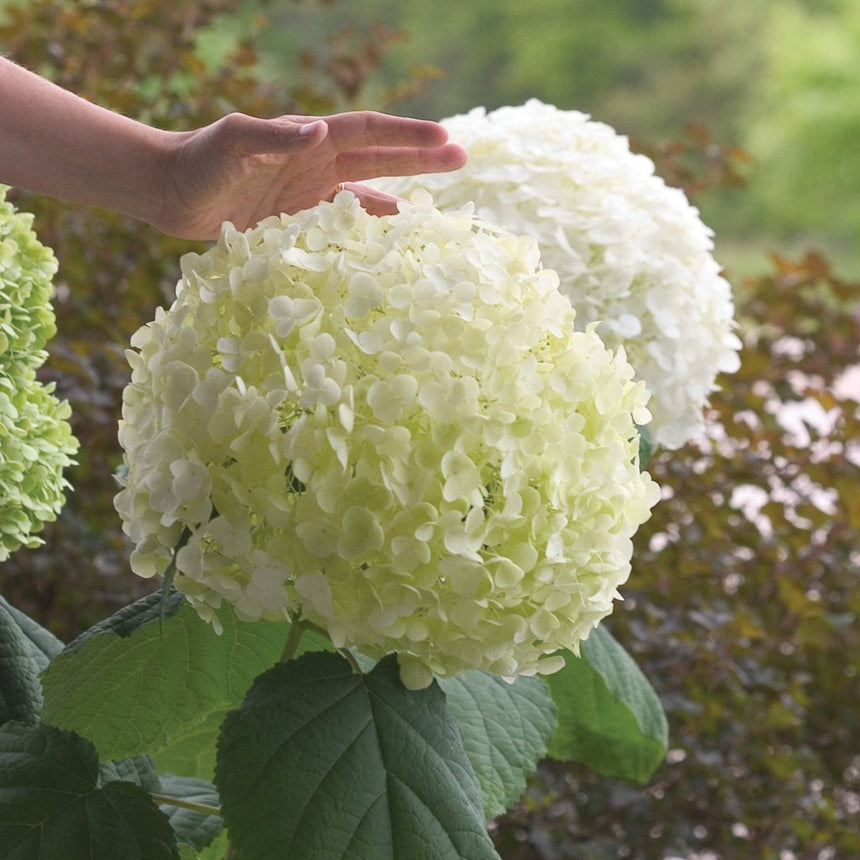 A hand hovers above a large, rounded Incrediball hydrangea bloom composed of densely packed pale green-white florets, with more oversized blooms and heart-shaped green leaves visible against a blurred garden backdrop.