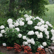 A large Incrediball hydrangea shrub covered in oversized, rounded white flower clusters among green foliage, growing beside a stone border with red-leaved coleus plants and trees in the background.