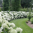 A dense curved hedge of Incrediball hydrangeas covered in large, rounded white flower clusters lines a mowed lawn, with tall trees and a mulched bed visible in the background.