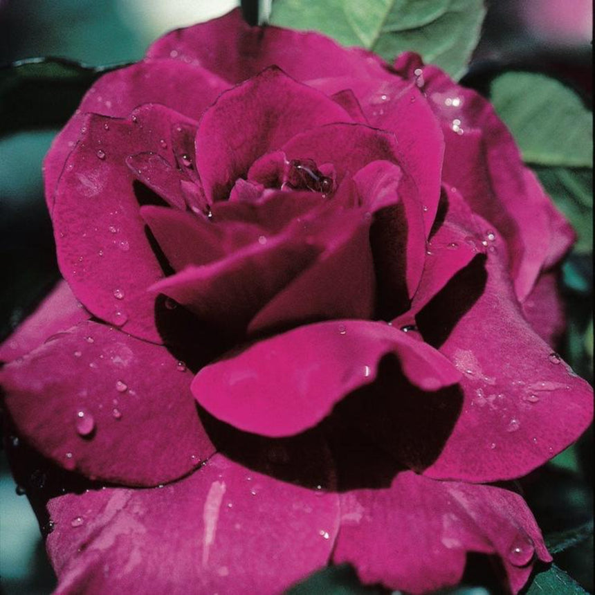 Close-up of a fully bloomed Intrigue rose with deep magenta-purple petals in a tight spiral, beaded with water droplets, set against blurred green foliage.