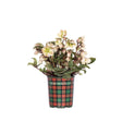 Potted Ivory Prince hellebore with nodding cream flowers tinged pink and green centers, above dark green foliage, in a red-and-green tartan-patterned Monrovia pot against a white background.