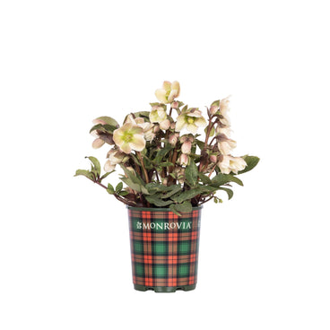 Potted Ivory Prince hellebore with nodding, cream flowers tinged pink and green centers above leathery dark green foliage, planted in a green pot with a red-and-green tartan Monrovia label.
