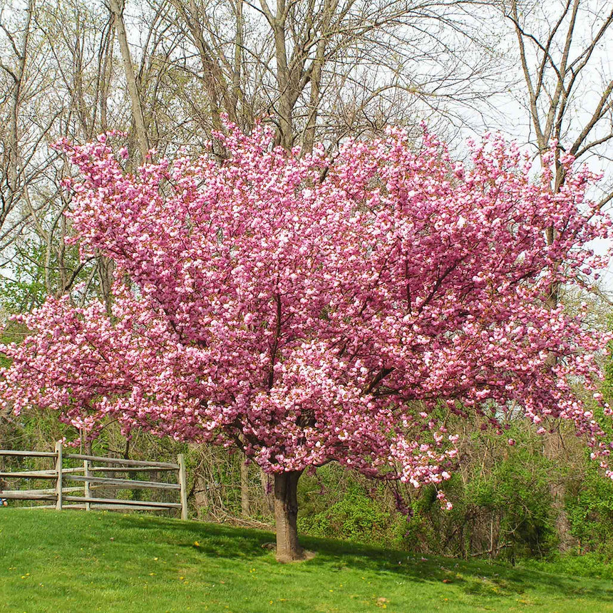Mature Kwanzan flowering cherry tree with a dense, rounded canopy of double pink blossoms, standing on a grassy slope beside a wooden split-rail fence with bare woodland trees behind.