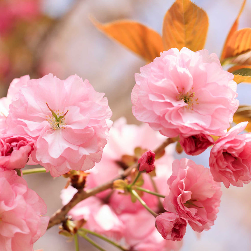 Close-up of a Kwanzan cherry tree branch bearing clusters of double pink blossoms with ruffled petals, deep pink buds, and bronze-copper young leaves against a soft blurred background.