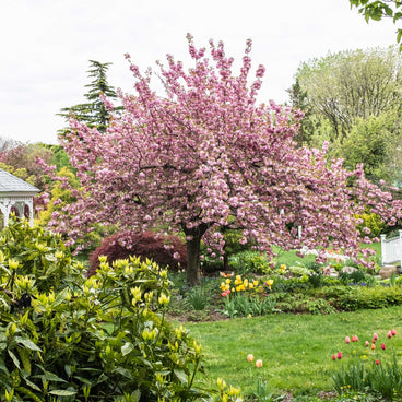 A mature Kwanzan flowering cherry tree in full bloom with dense clusters of pink double blossoms, set in a spring garden with a Japanese maple, yellow and pink tulips, and a white gazebo nearby.