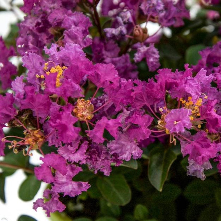 Close-up of Bellini Grape crape myrtle blooms with crinkled, ruffled purple-magenta petals and clusters of golden-yellow stamens, set against glossy dark green foliage.