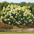 A large Limelight hydrangea shrub covered in cone-shaped chartreuse-to-cream flower clusters, planted above a stone retaining wall with red and yellow annuals blooming below.