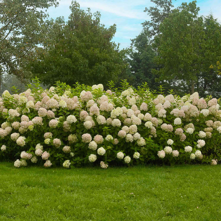 A dense row of Limelight hydrangea shrubs forms a tall flowering hedge, covered in large cone-shaped blooms fading from creamy white to soft pink, set against a mowed lawn and backdrop of mature trees.