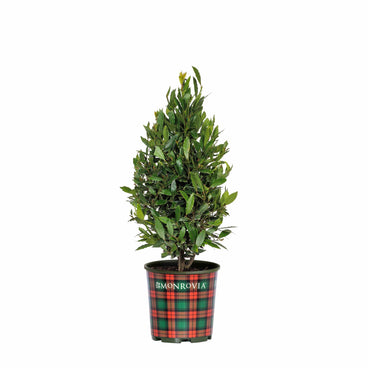 Little Ragu sweet bay shrub with dense, glossy narrow leaves in a cone shape, potted in a red and green plaid Monrovia container against a white background.