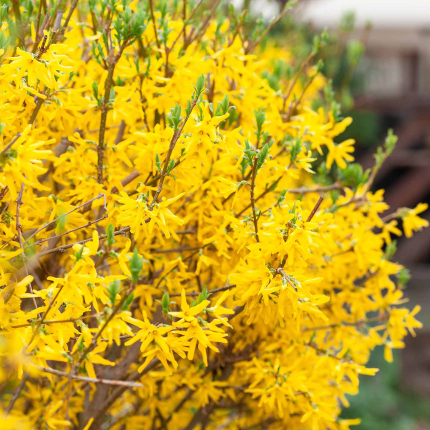 Close-up of a Lynwood Gold forsythia shrub covered in bright yellow star-shaped blooms along bare branches, with small green leaf buds just emerging.
