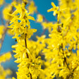 Close-up of Lynwood Gold Forsythia branches densely covered in small four-petalled yellow blossoms, with a tiny dark insect visible on one flower cluster, set against a vivid blue sky.