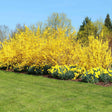 A dense hedge row of Lynwood Gold forsythia shrubs covered in bright yellow blossom along their bare branches, planted above a border of yellow daffodils, with a mown lawn in front and trees behind.