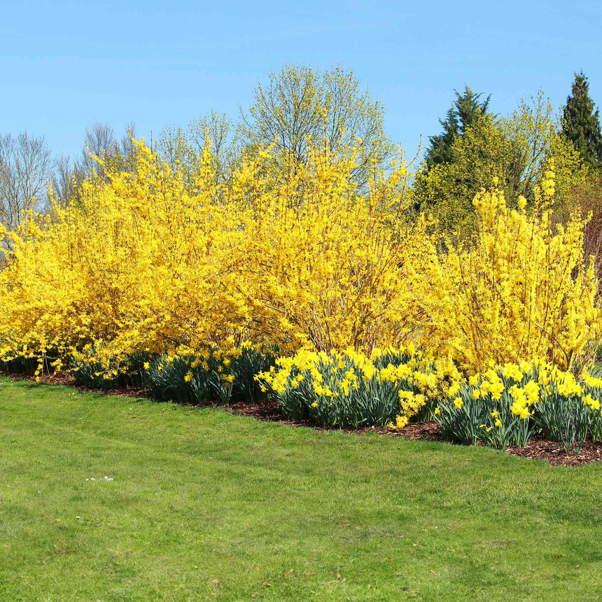 A dense hedge row of Lynwood Gold forsythia shrubs covered in bright yellow blossom along their bare branches, planted above a border of yellow daffodils, with a mown lawn in front and trees behind.