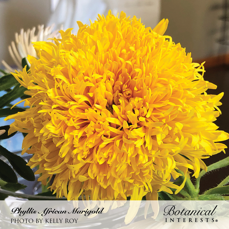 Close-up of a Phyllis African marigold in full bloom, its densely packed, ruffled golden-yellow petals forming a large pom-pom shape, set against green foliage indoors.