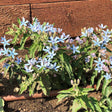 Tweedia plant in bloom with clusters of pale blue star-shaped flowers and fuzzy green leaves, growing low against a raised wooden garden bed edge in sunlight.