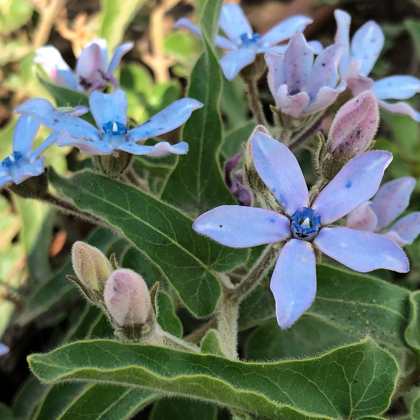 Close-up of tweedia (Oxypetalum coeruleum) star-shaped, pale blue flowers with fuzzy petals and a deeper blue centre, surrounded by pink-tinged buds and hairy green leaves.