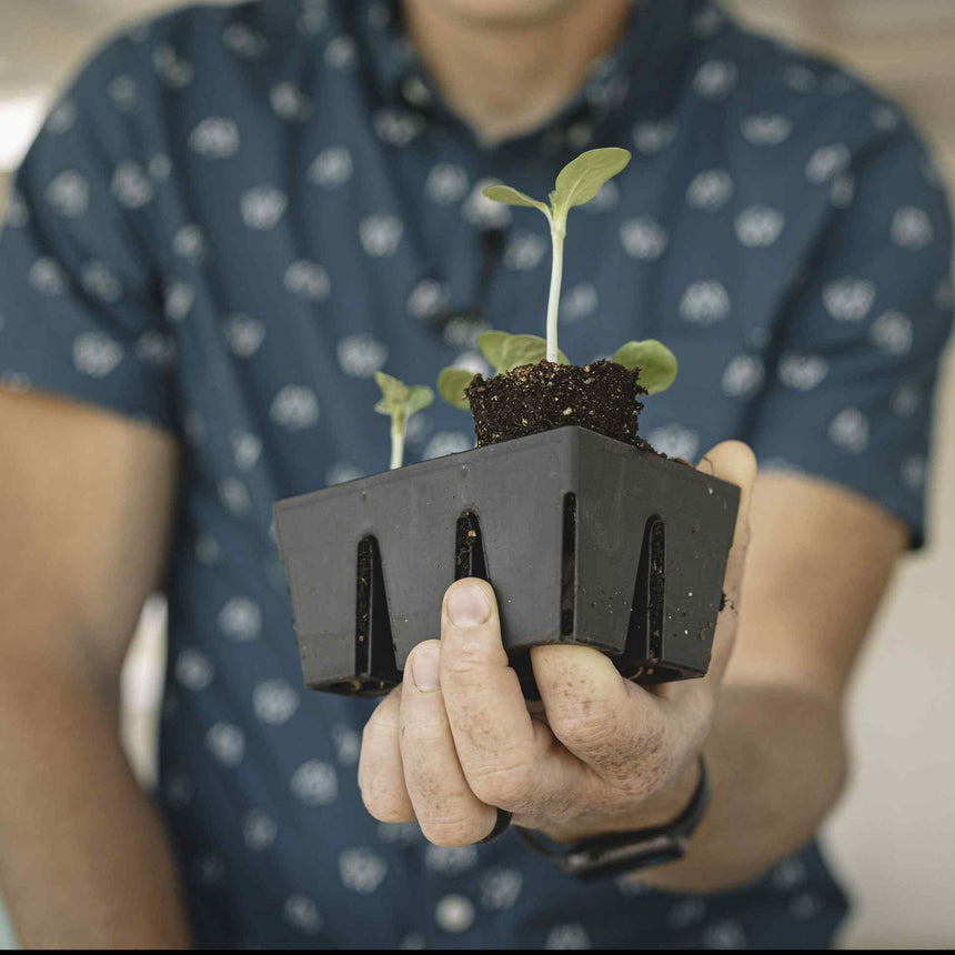 A person with soil-marked hands holds out a black plastic six-cell seed starting tray containing a couple of small seedlings with pale green leaves emerging from dark potting soil.