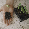 A hand holds a young seedling with its soil block and visible roots lifted from a black six-cell seed starting tray, where several more speckled seedlings still grow.