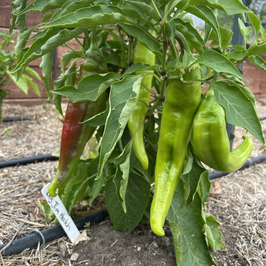NuMex Heritage Big Jim Hatch Chile Peppers growing on a plant with a label in a garden setting