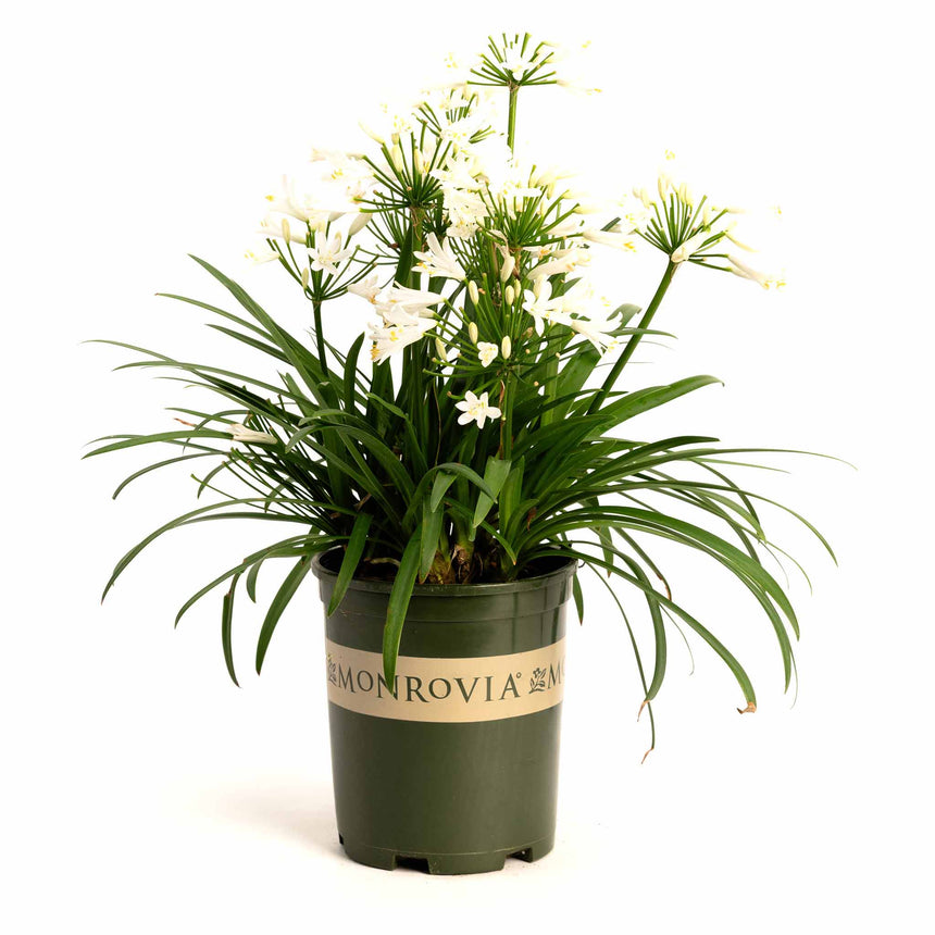 Bridal Veil agapanthus in a green Monrovia nursery pot, with clusters of small white star-shaped flowers on tall stems rising above strappy, arching green foliage against a white background.